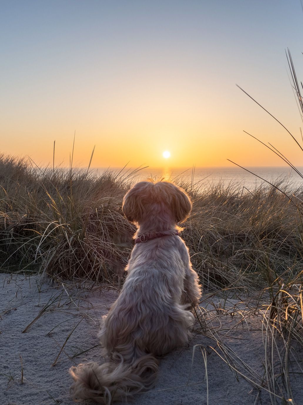 Sylturlaub mit Hund am Strand im Hotel alte Strandvogtei in Rantum auf Sylt