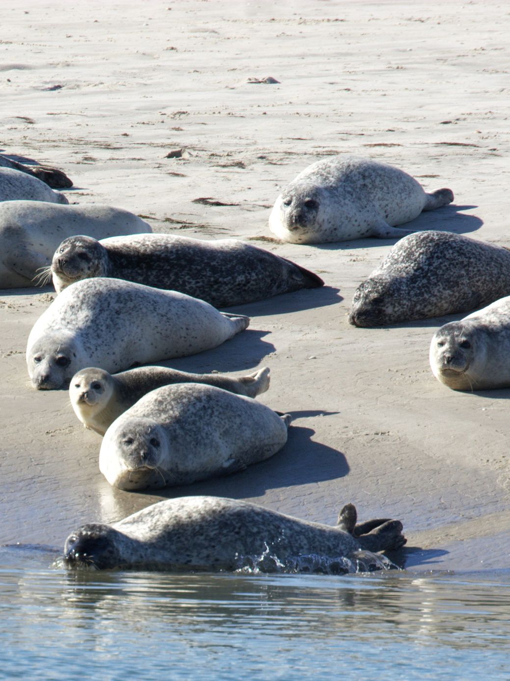 Seehunde auf Sandbank in der Sonne beobachten als Ausflugstipp vom Apartmenthotel am Leuchtturm in Hörnum auf Sylt